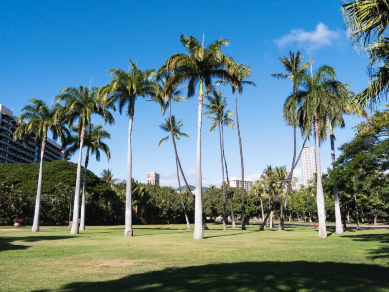 Palm tree in Fort Derussy Beach Park in Waikiki, Honolulu, Oahu Island, Hawaii, USA
