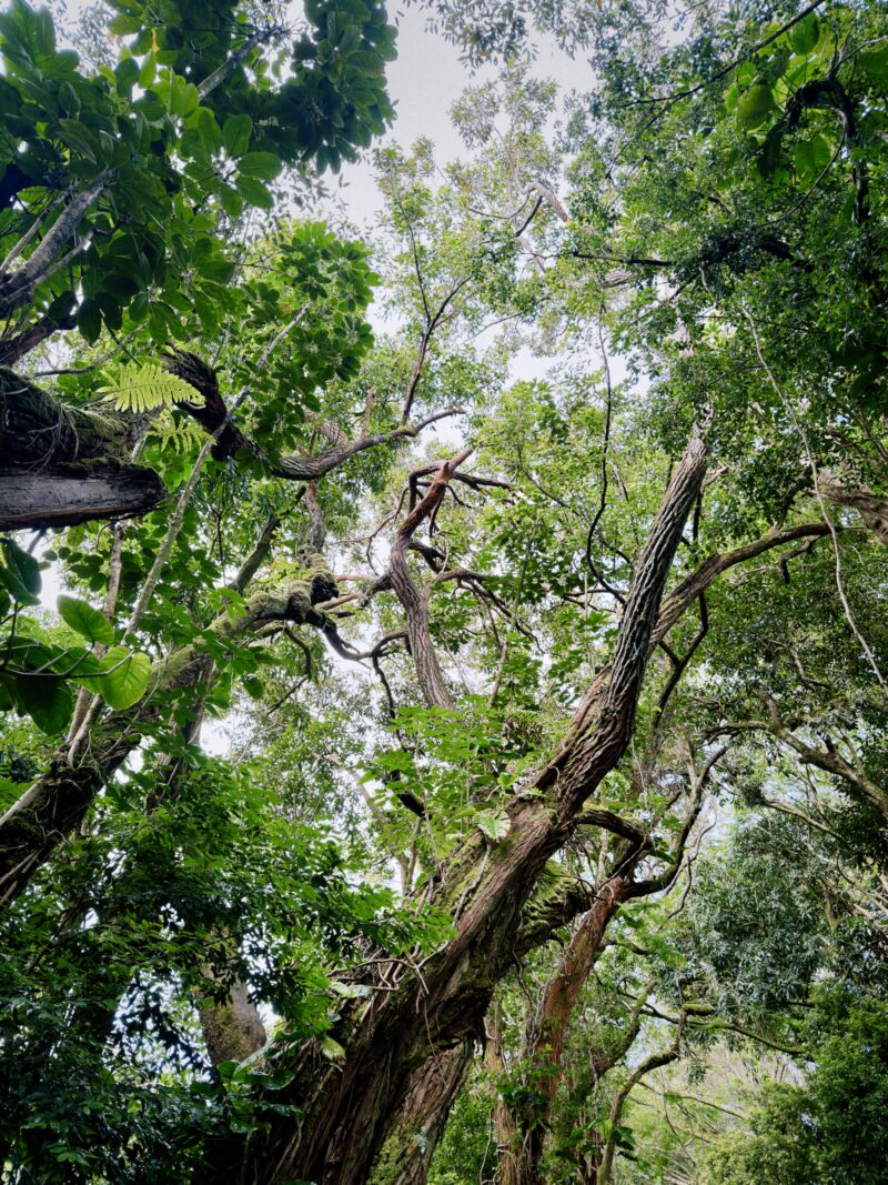 Towering trees off a trail on Oahu